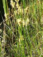 Image of quaking-grass sedge