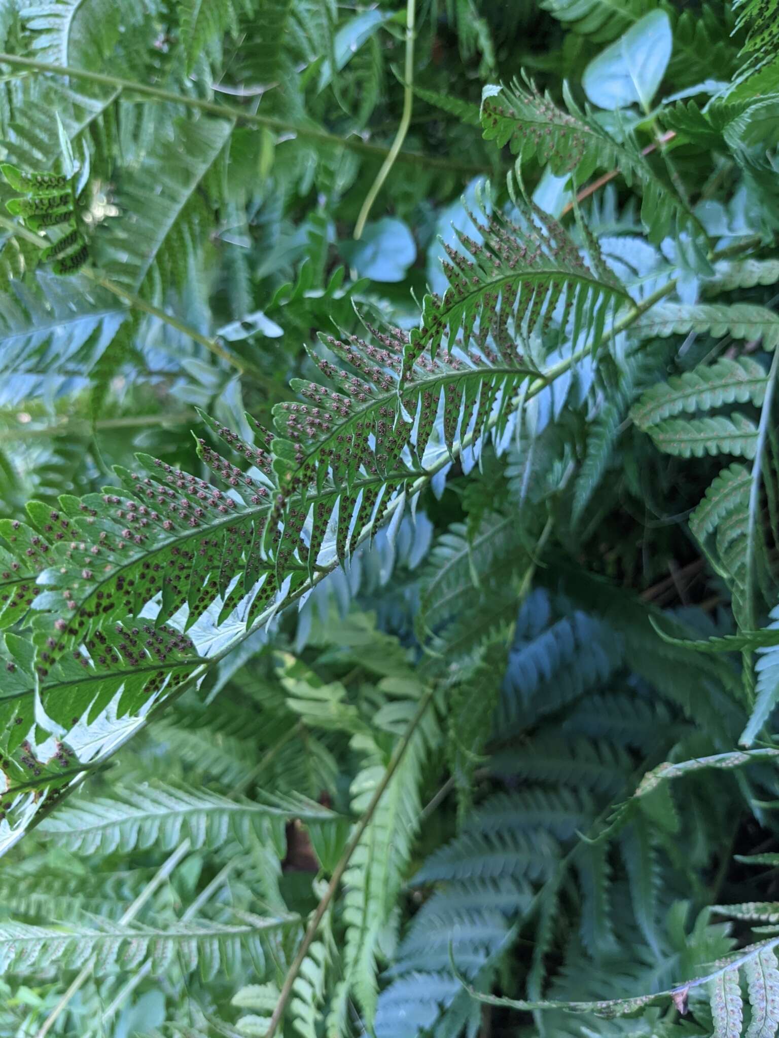 Image de Dryopteris leedsii Wherry