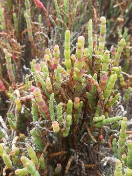 Image of Salicornia neei Lagasca