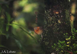 Image of Rufous-browed Wren