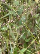 Image of Swamp Millet