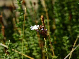 Image of Junellia succulentifolia (Kuntze) Moldenke