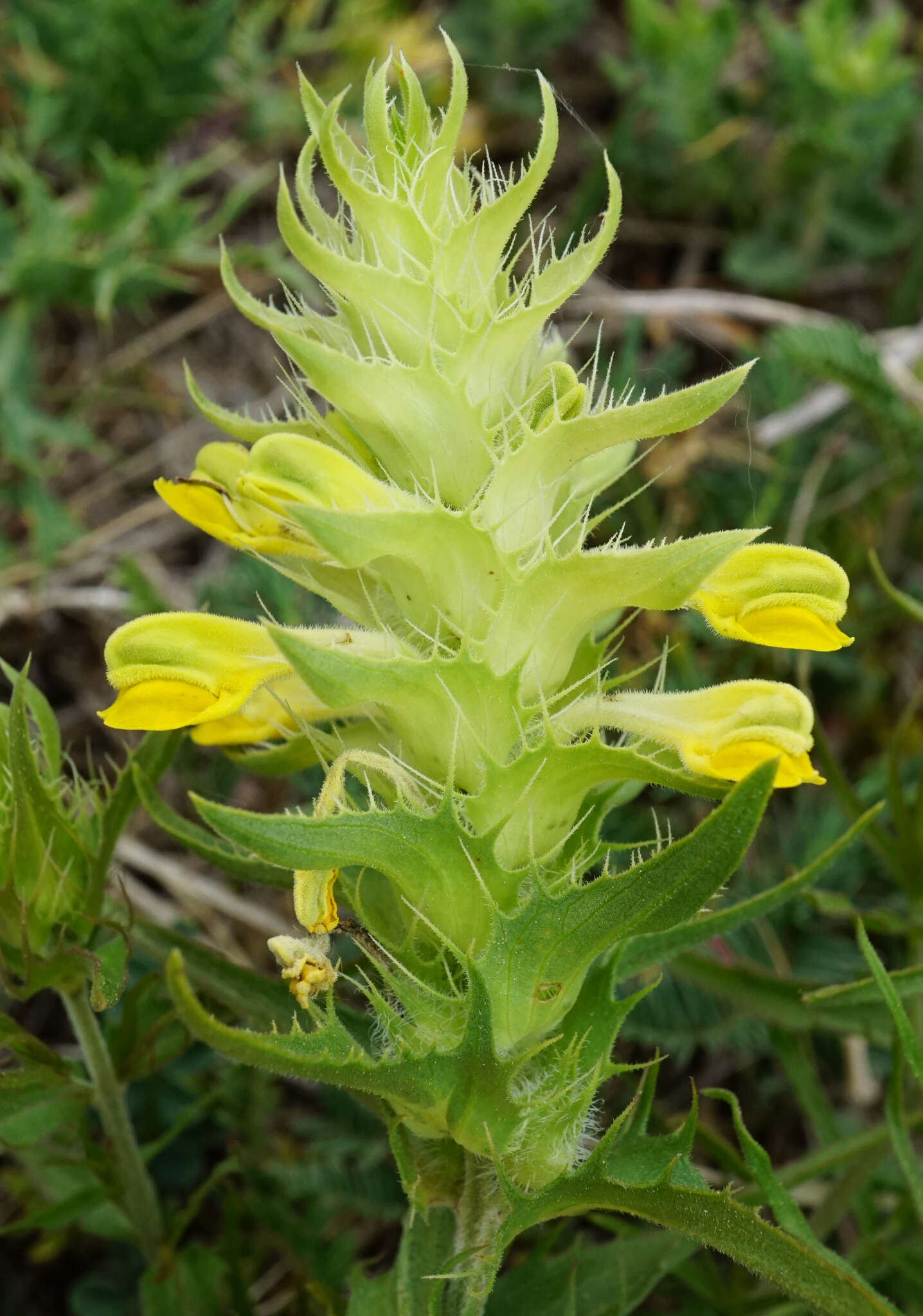 Image of Melampyrum barbatum Waldst. & Kit. ex Willd.