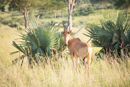 Image of Lelwel Hartebeest