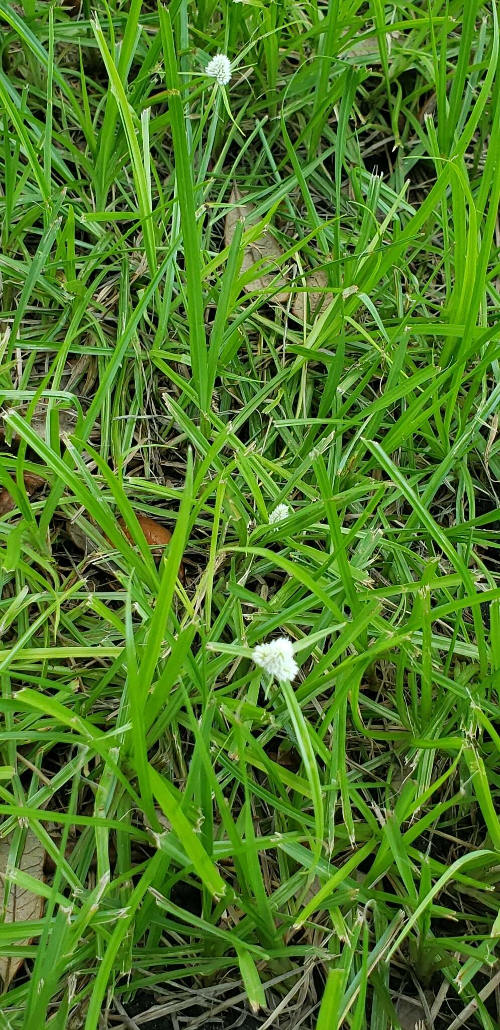 Image de Cyperus richardii Steud.