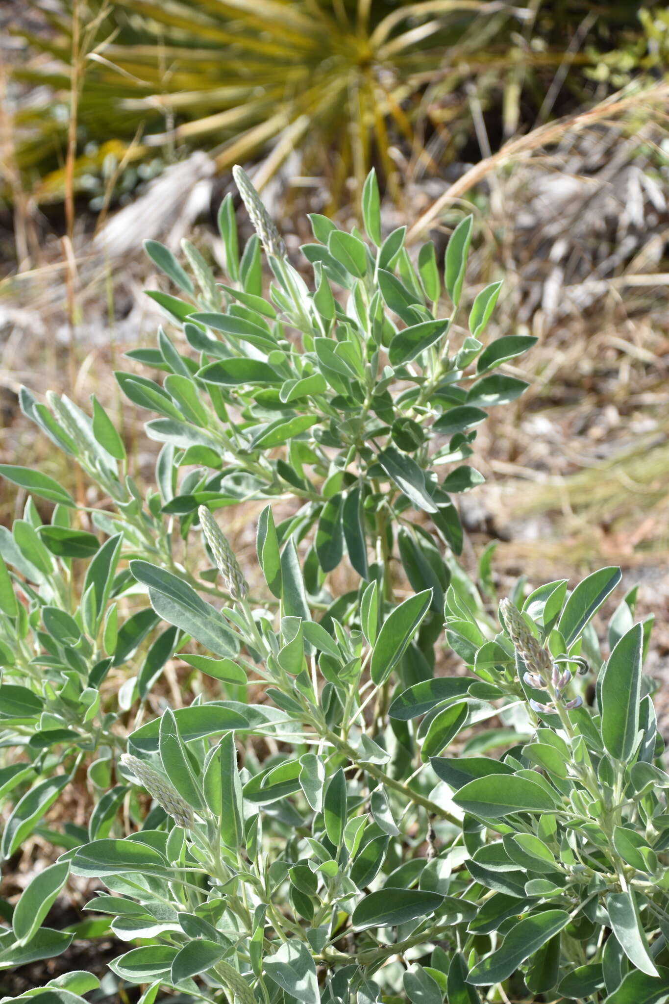 Image of sky-blue lupine