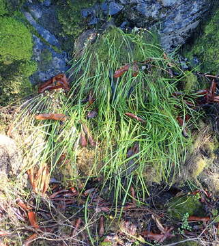 Image de Geissorhiza outeniquensis Goldblatt