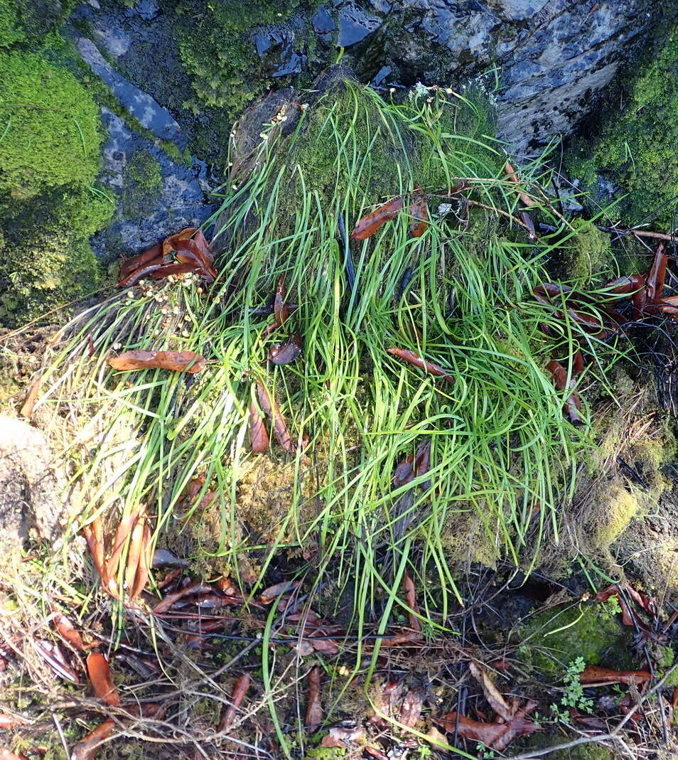 Image of Geissorhiza outeniquensis Goldblatt