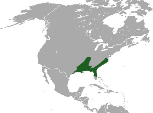 Image of Southern Short-tailed Shrew