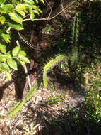 Image of Barbed-wire cactus