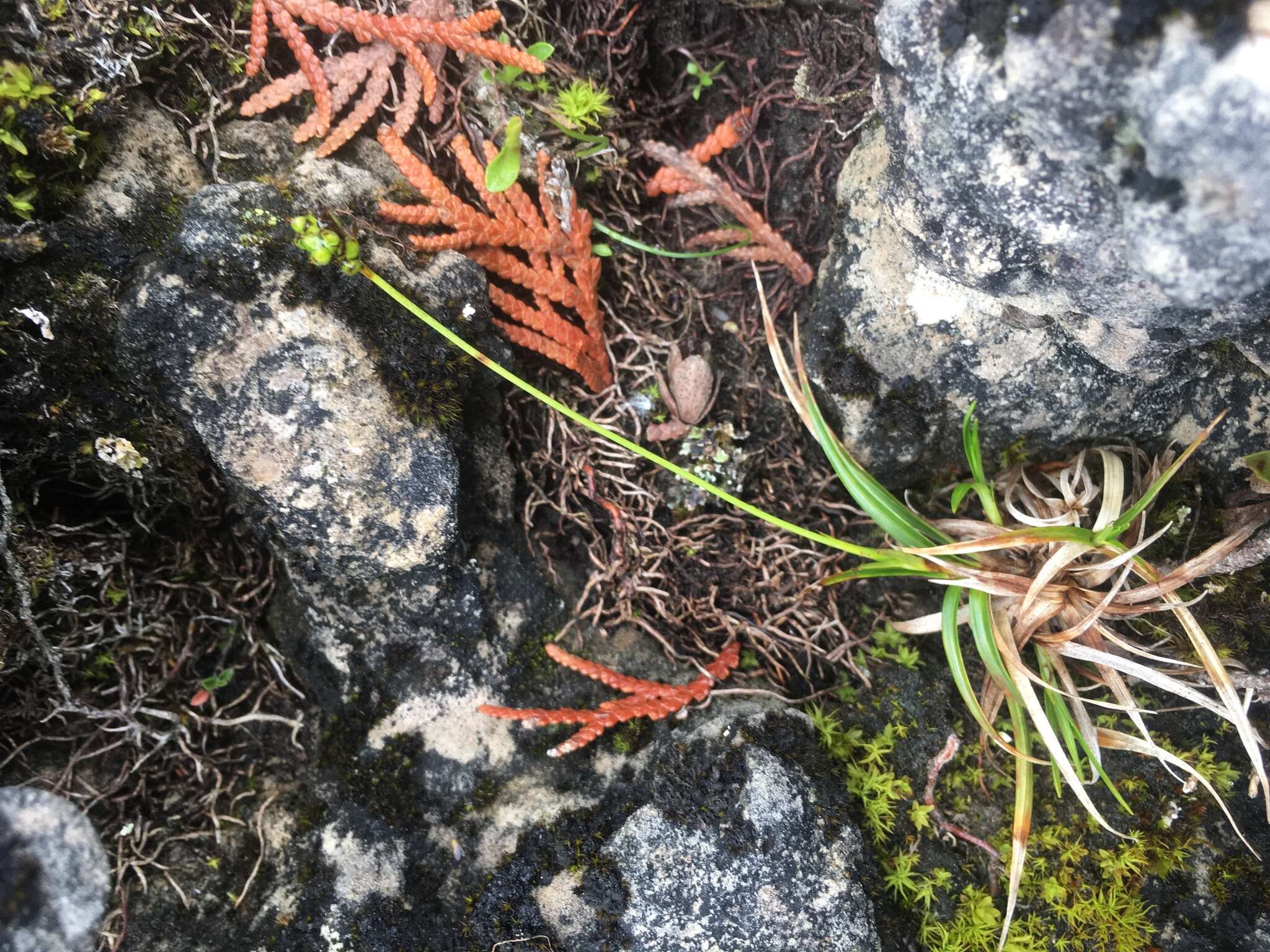 Image of low northern sedge