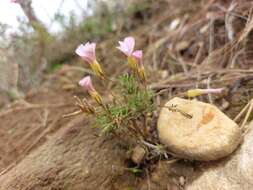 Sivun Oxalis falcatula Salter kuva