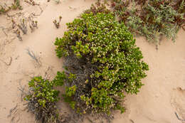 Image of Kippistia suaedifolia F. Müll.