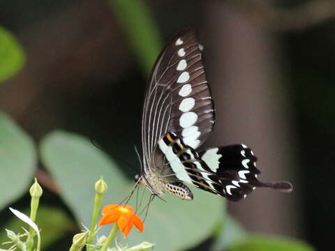 Image of Malabar Banded Swallowtail