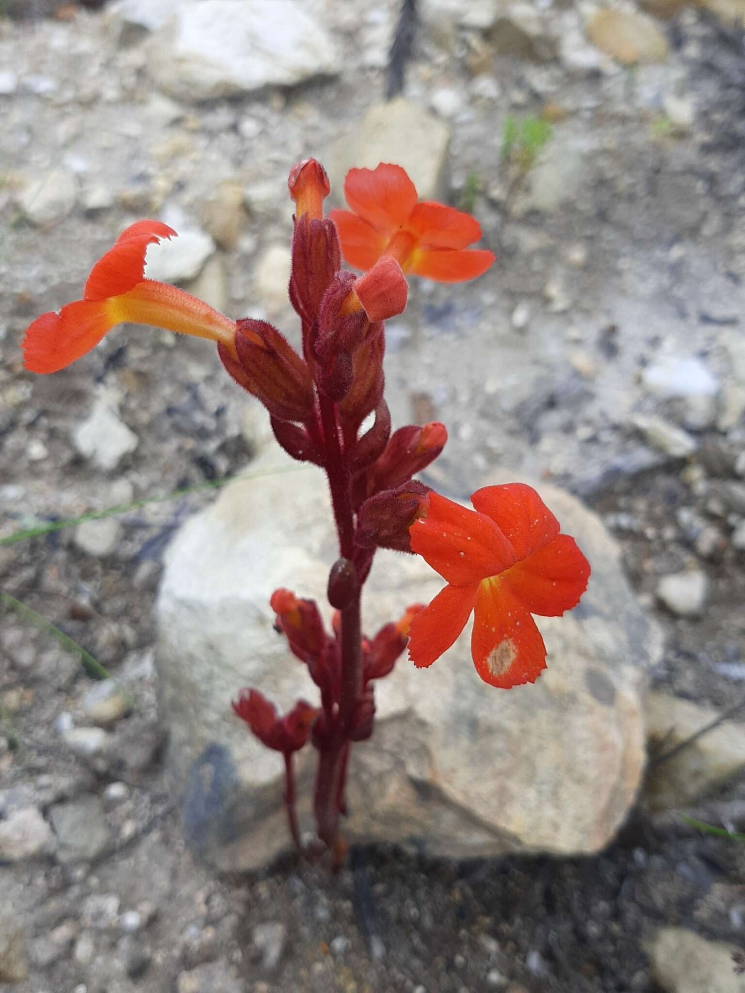 Image of Red Inkflower