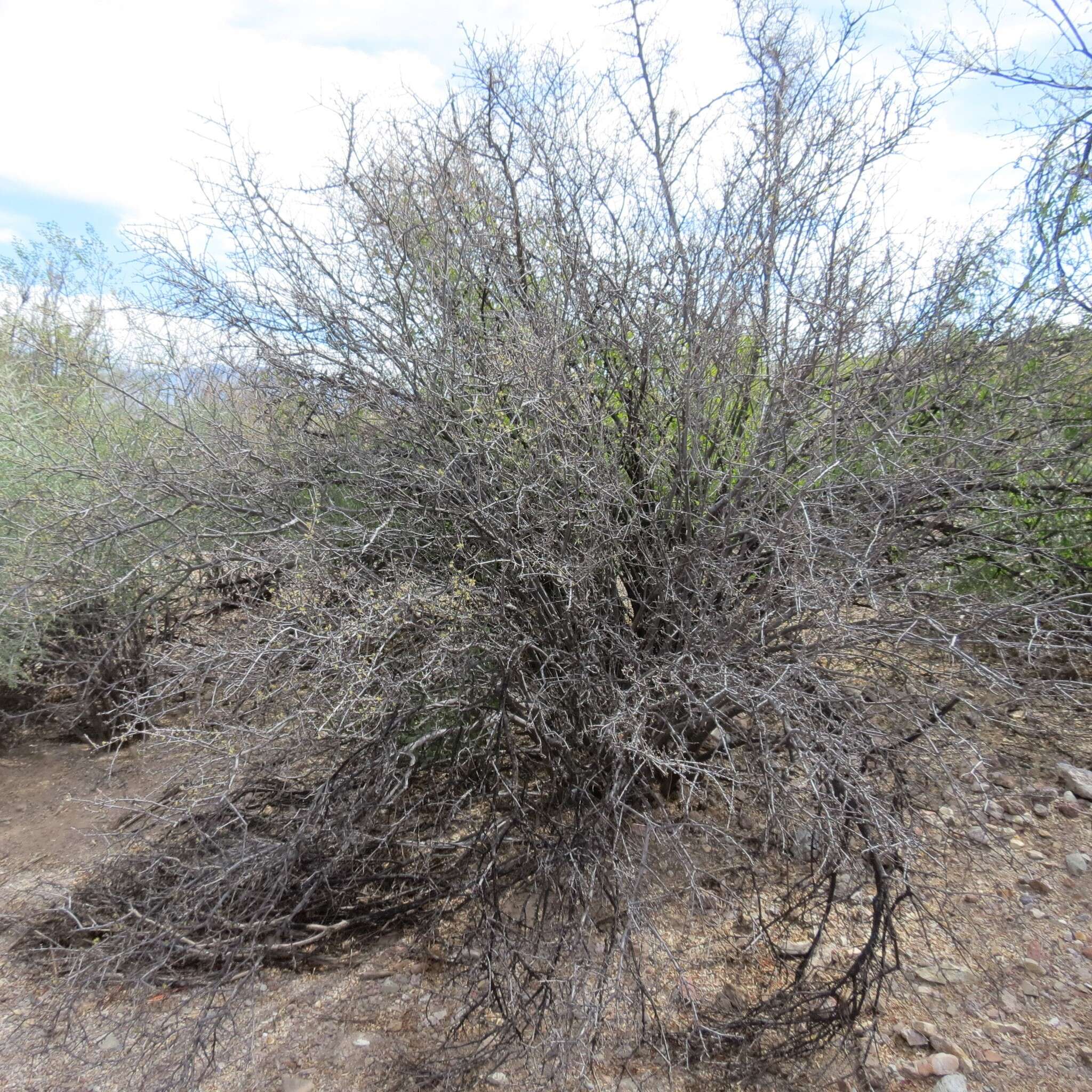 Image of desert olive