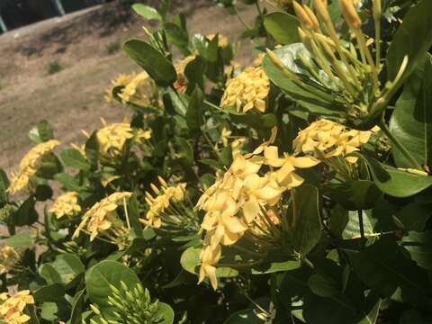 Слика од Ixora coccinea L.