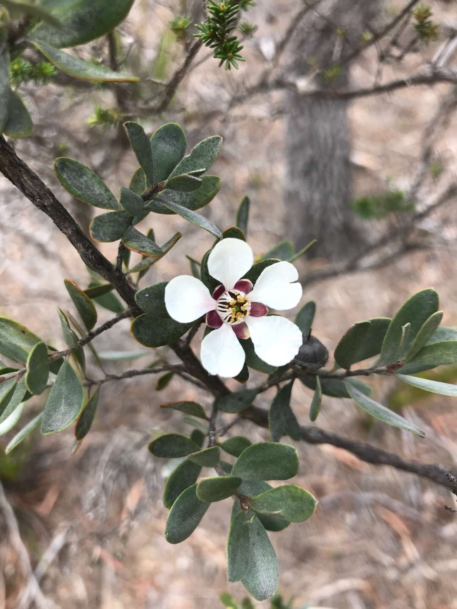 Sivun Leptospermum grandiflorum Lodd. kuva