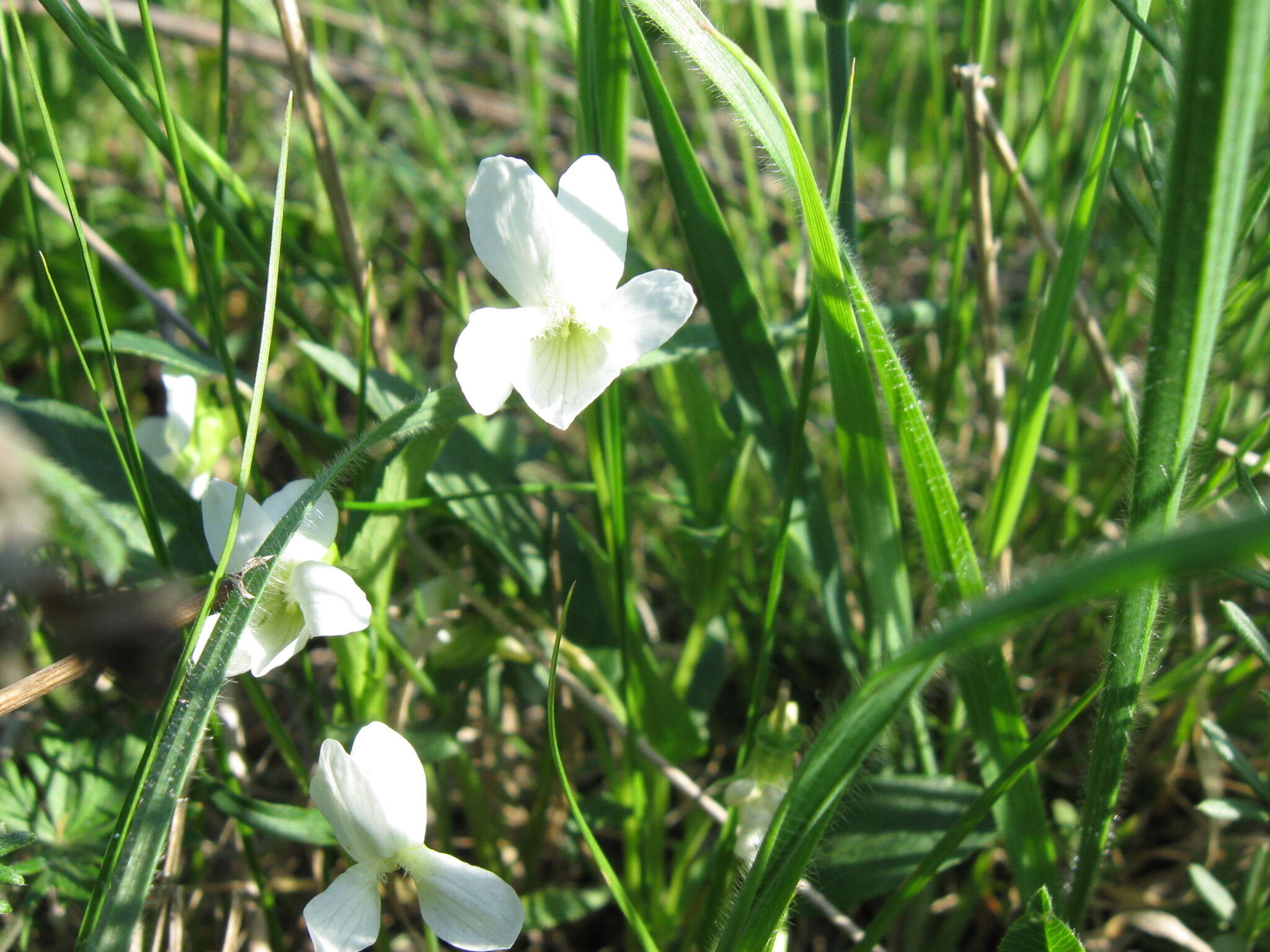 Image of Fen violet