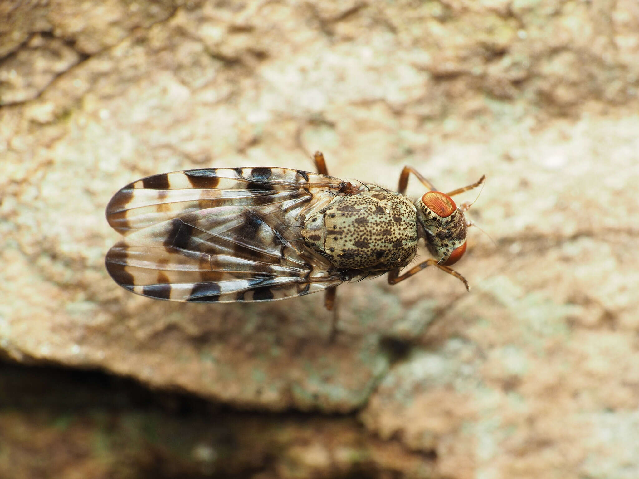 Image of Pseudotephritis approximata Banks 1914