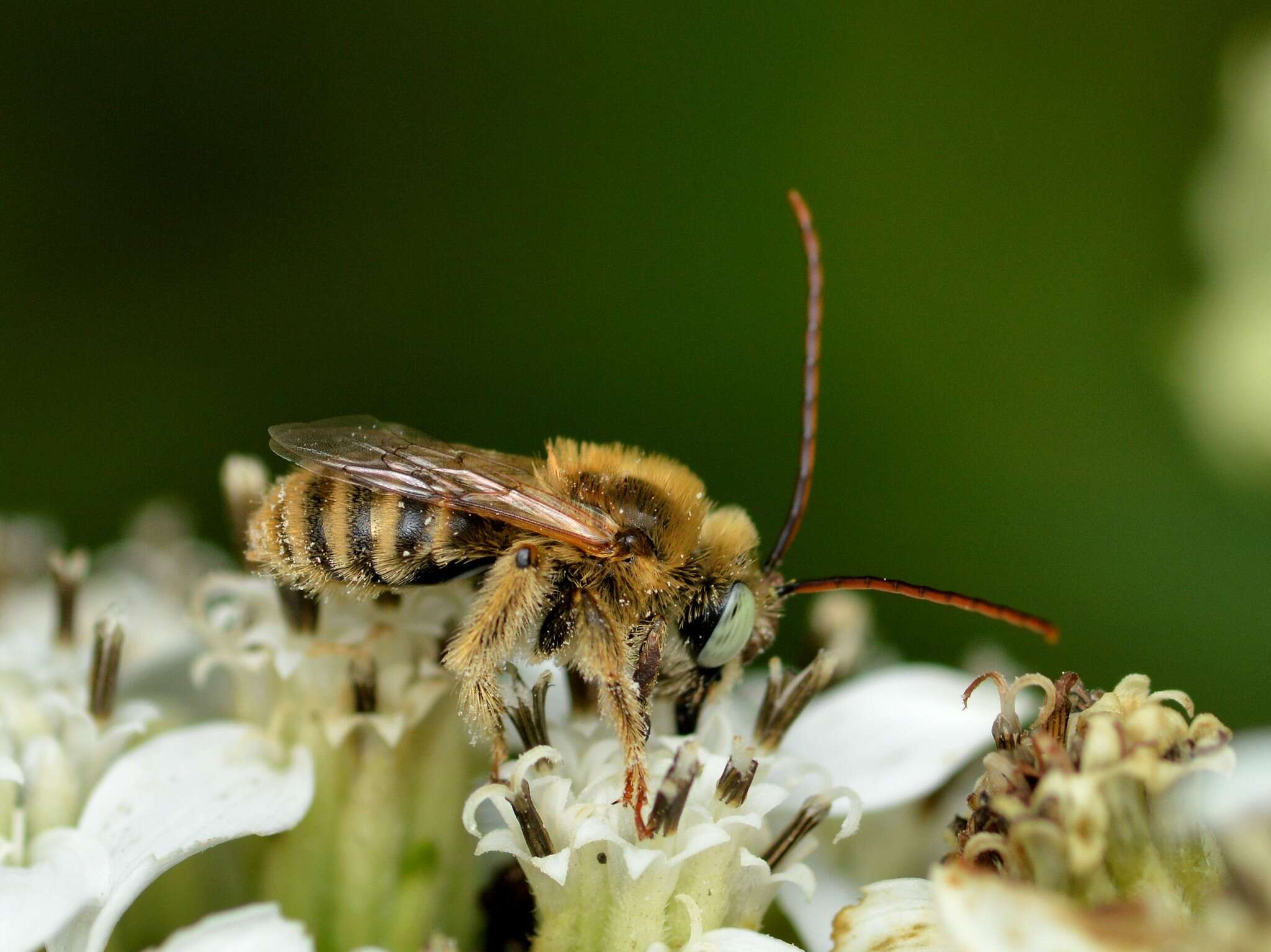 Image of Agile Long-horned Bee