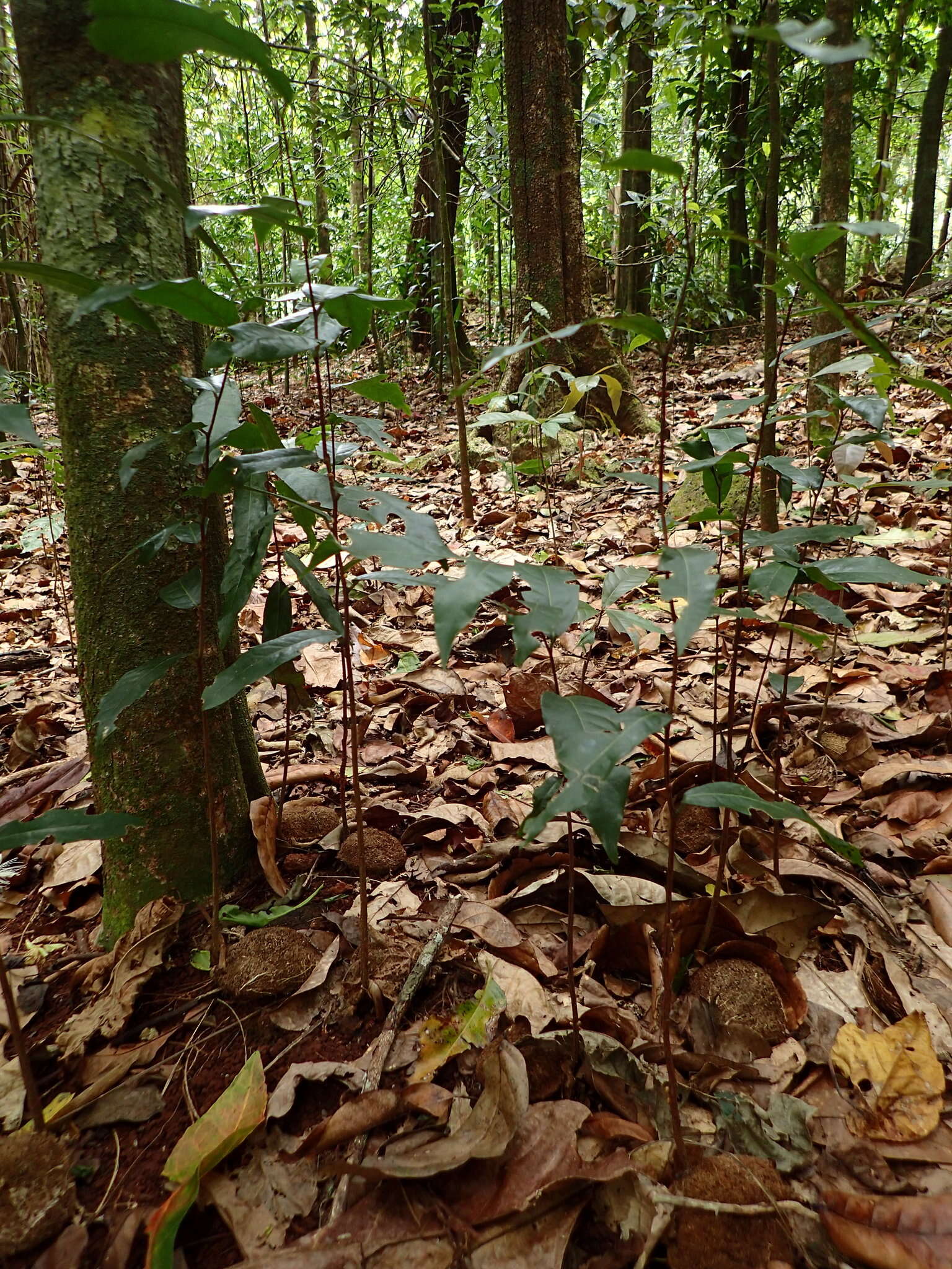 Inocarpus fagifer (Parkinson) Fosberg resmi