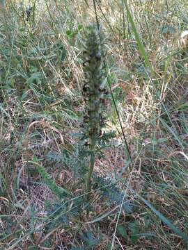 Image of Pedicularis sibthorpii Boiss.