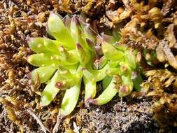 Image de Endophyllum sempervivi (Alb. & Schwein.) de Bary 1863