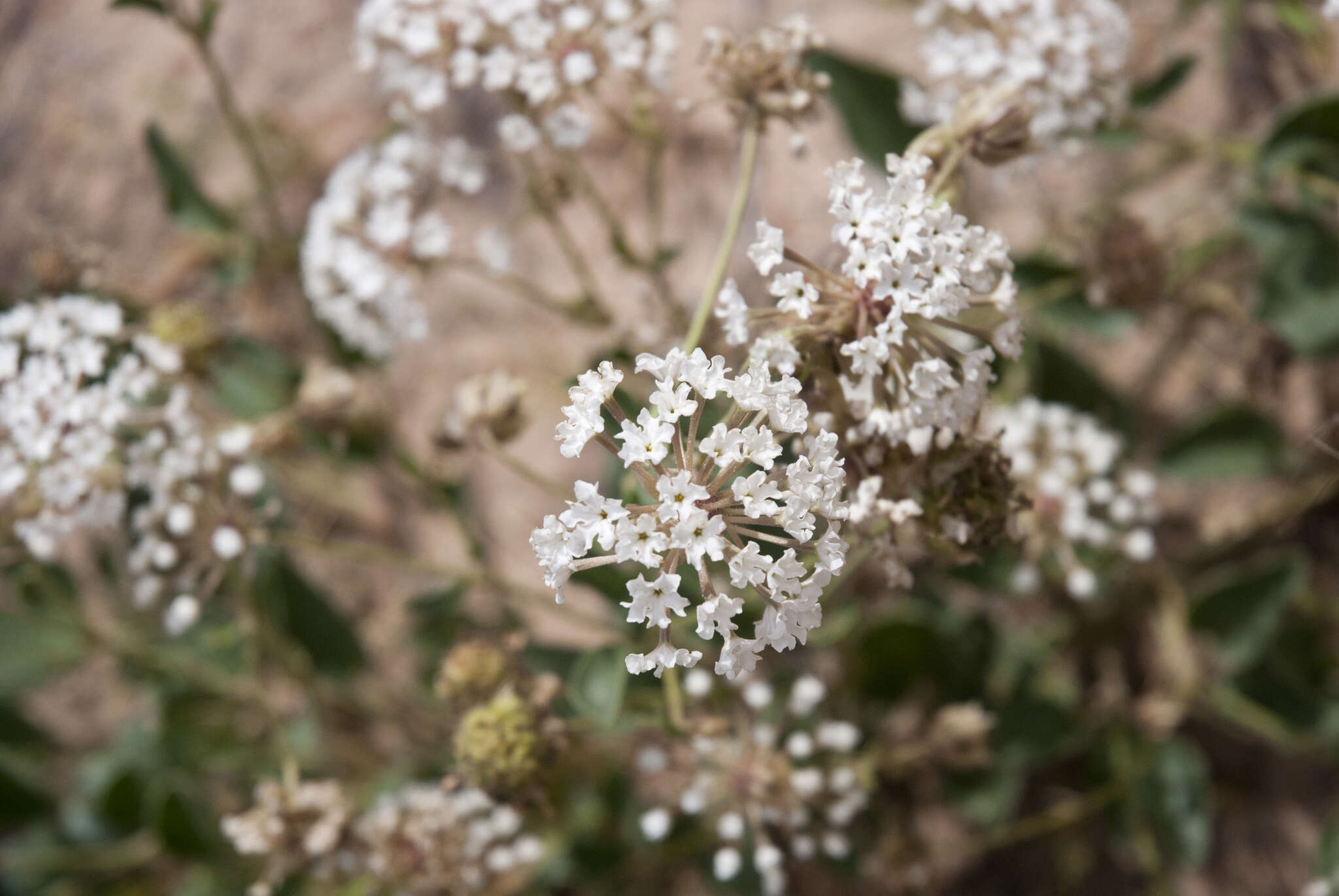 Image of fragrant white sand verbena