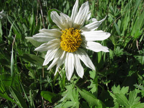 Image of White-Ray Mule's-Ears