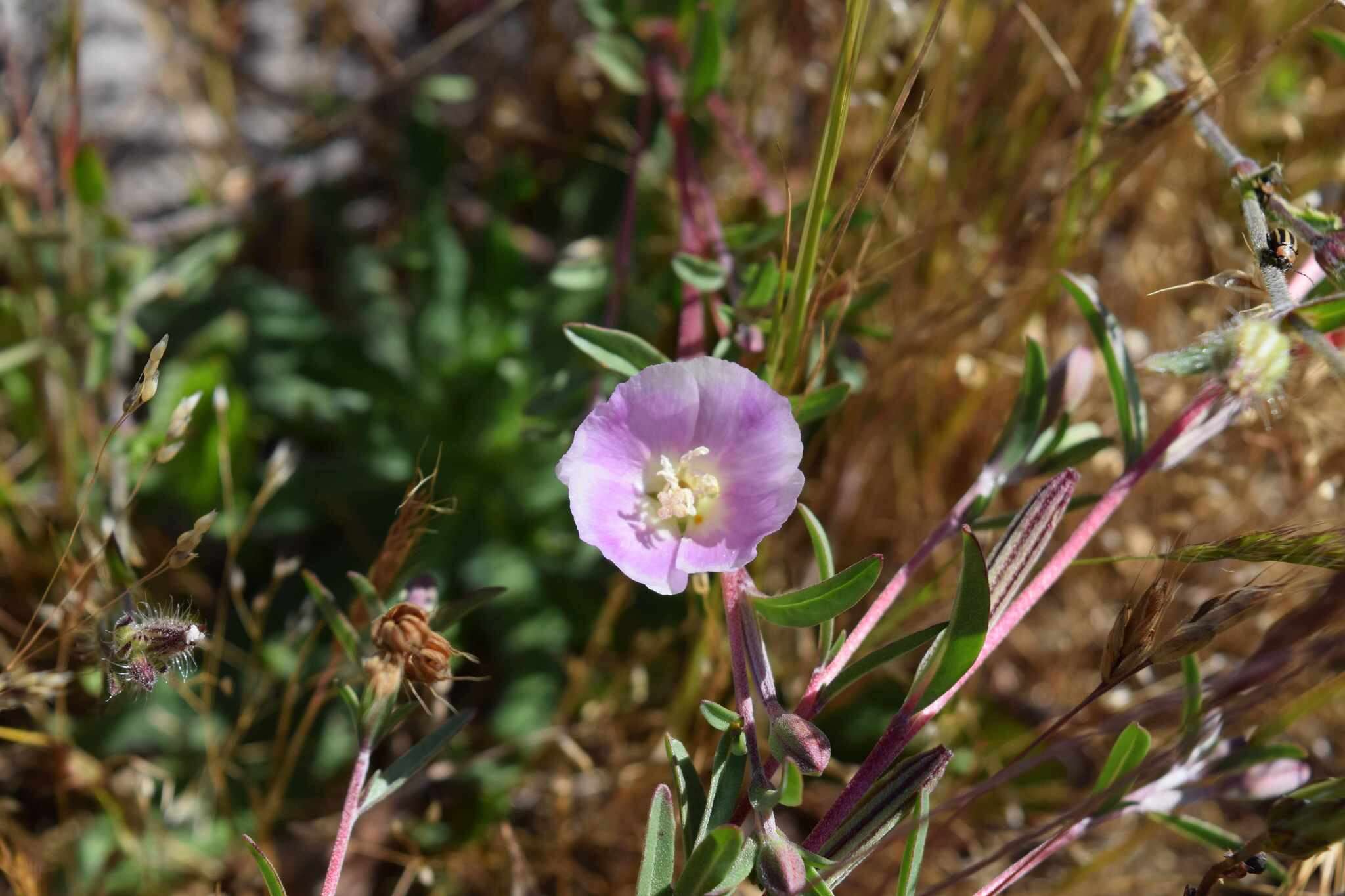 Plancia ëd Clarkia davyi (Jepson) H. & M. Lewis