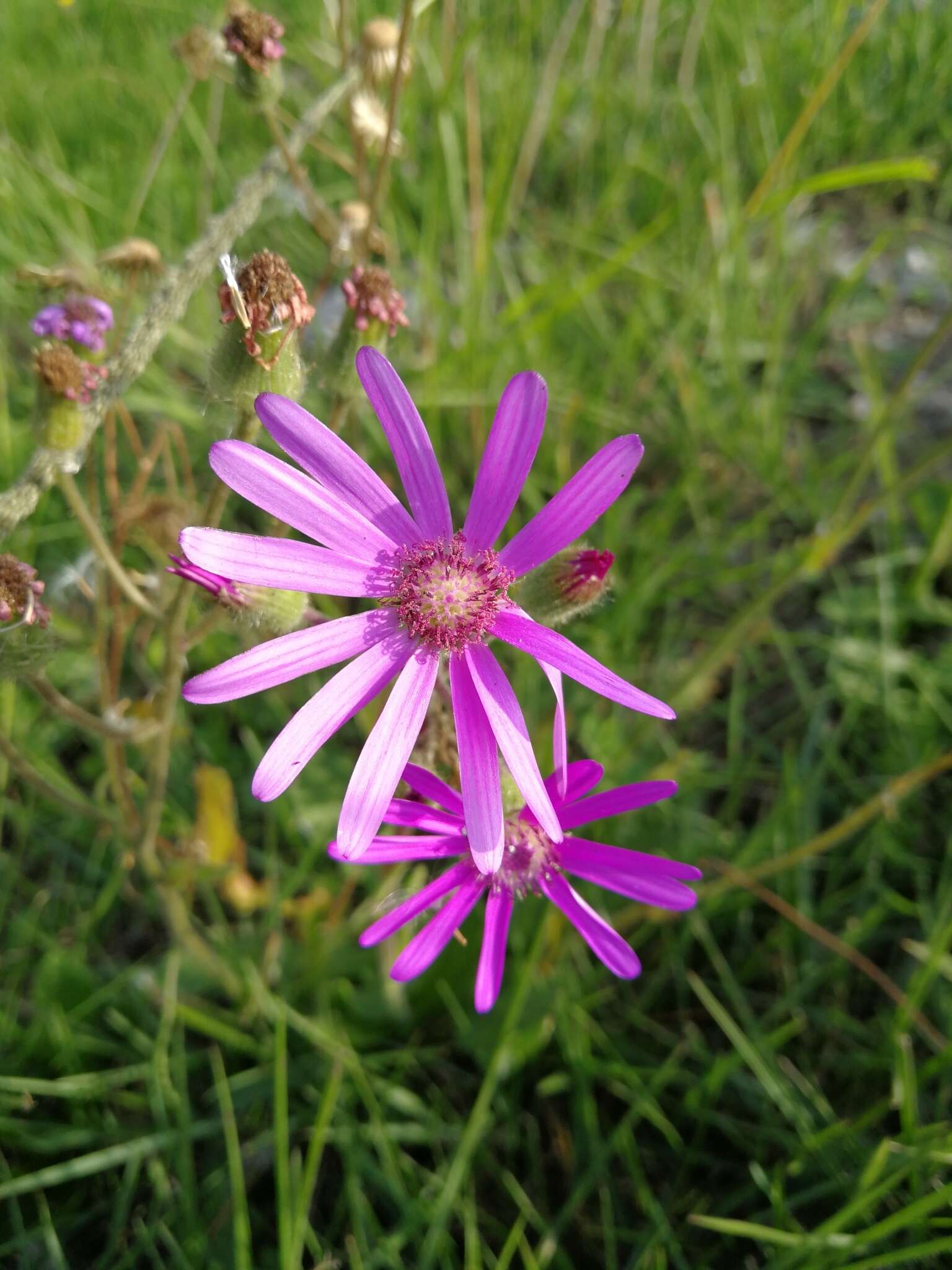 Image of Senecio speciosus Willd.