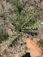 Слика од Oenothera cinerea (Wooton & Standl.) W. L. Wagner & Hoch