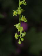 Image of Dioscorea bryoniifolia Poepp.