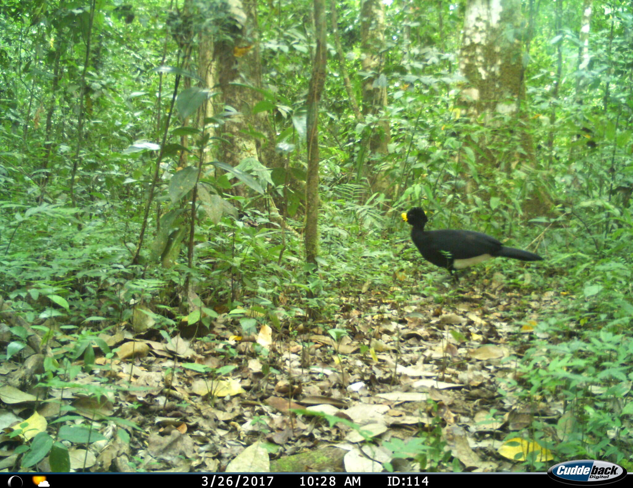 Image of Great Curassow