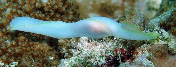 Image of Yellow edged transluscent slug