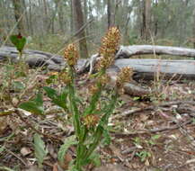 Plancia ëd Pterocaulon redolens