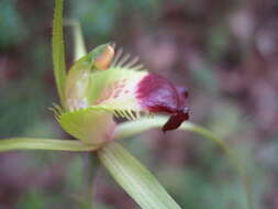 Image of Funnel-web spider orchid
