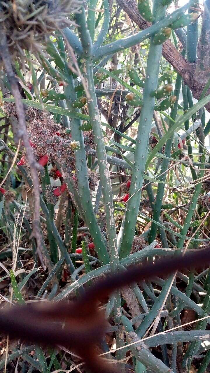 Image de Opuntia salmiana J. Parm. ex Pfeiff.