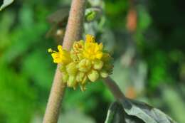 Imagem de Waltheria rotundifolia Schrank