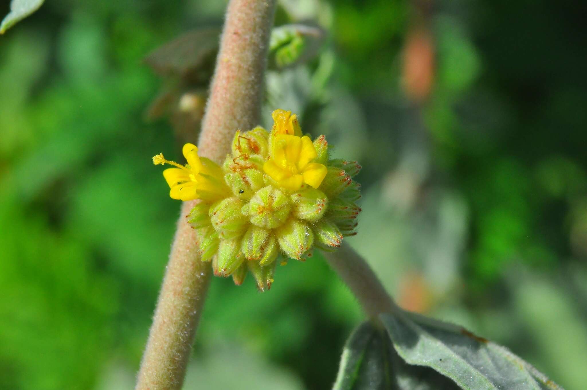Image of Waltheria rotundifolia Schrank
