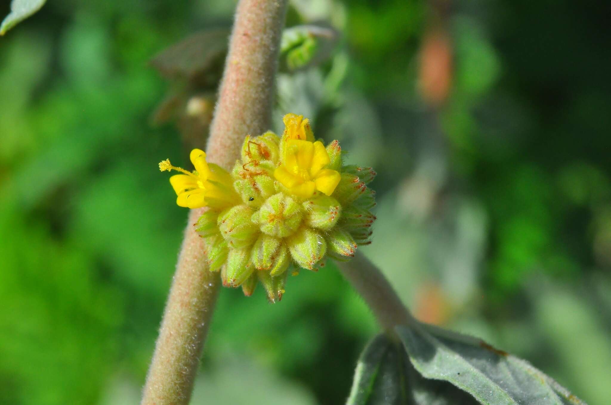 Imagem de Waltheria rotundifolia Schrank