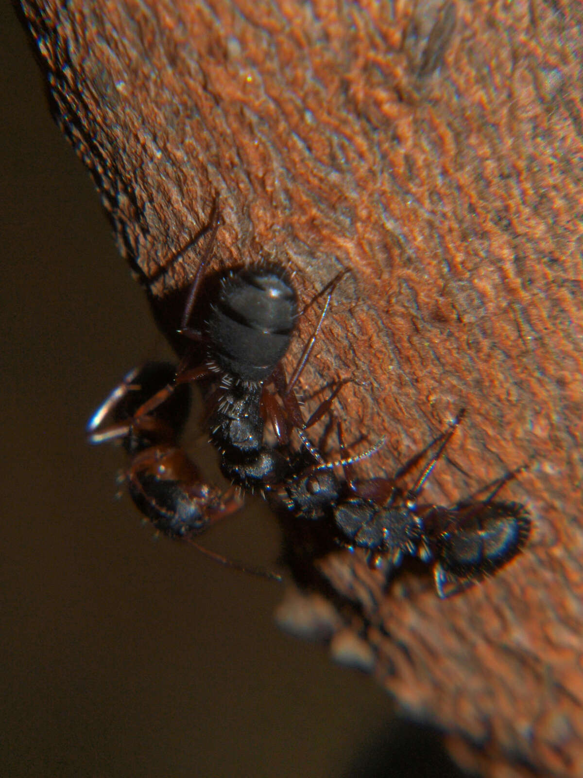 Image of Camponotus braunsi Mayr 1895