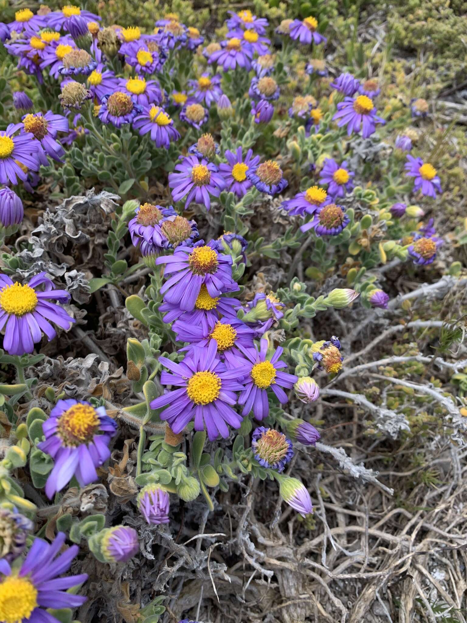 Image of Amellus asteroides subsp. mollis A. Rommel