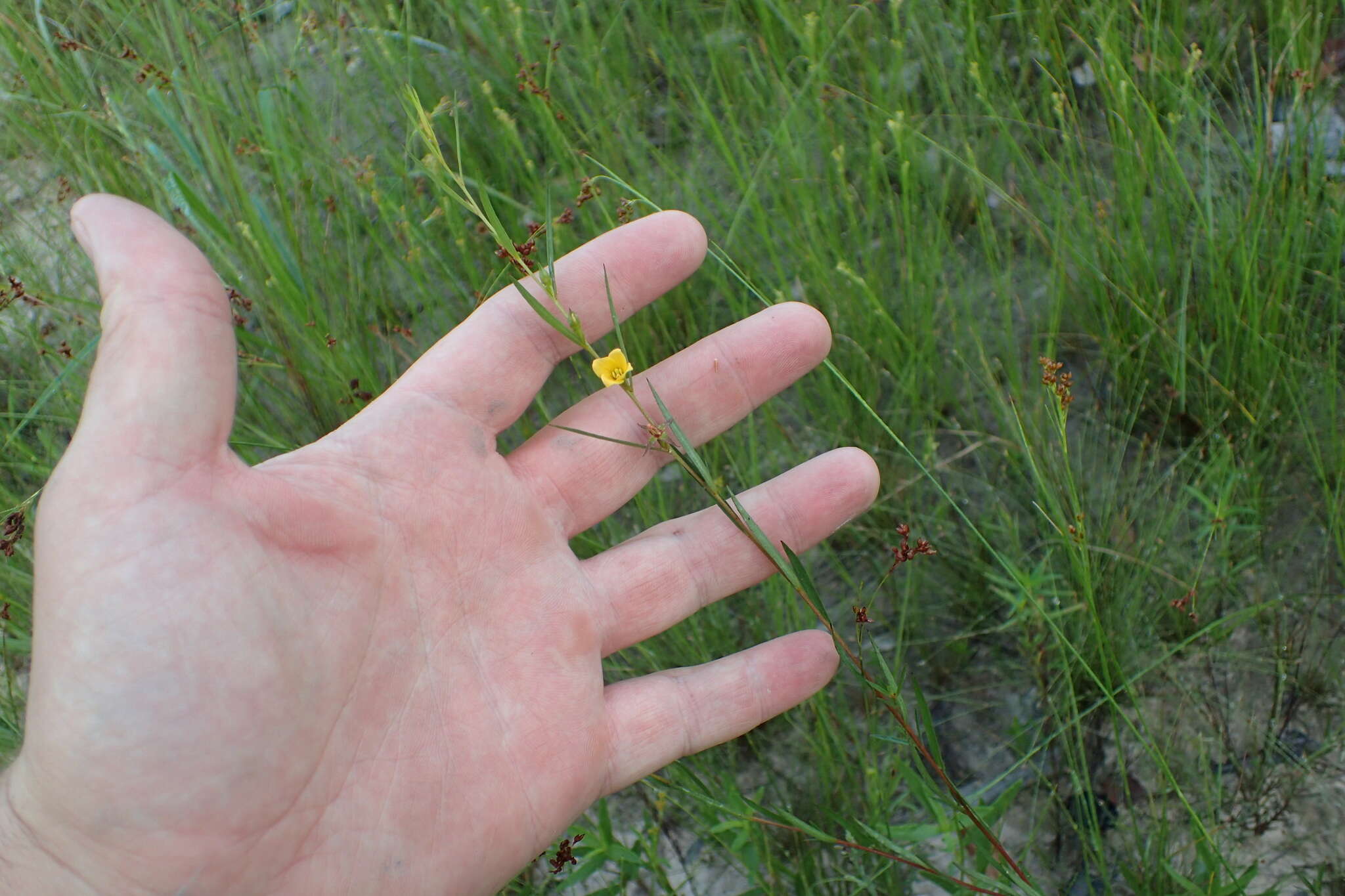 Image de Ludwigia linearis Walt.