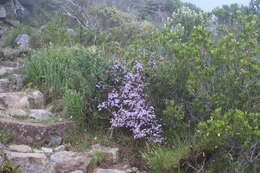 Felicia fruticosa subsp. fruticosa resmi