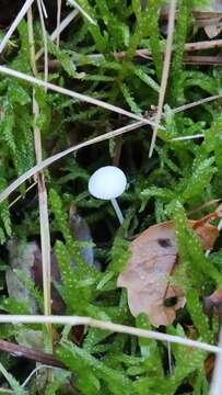 Image of Hemimycena cucullata (Pers.) Singer 1961