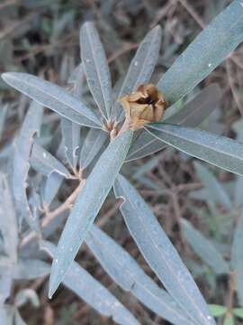 Plancia ëd Collaea speciosa (Loisel.) DC.