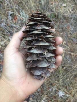 Image of bigcone Douglas-fir