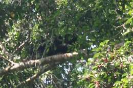 Image of Sun bear